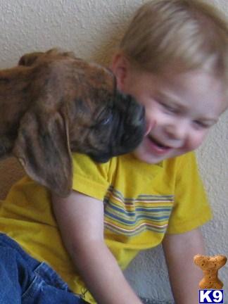 Puppies in NM